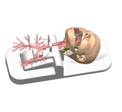 bronchial tree 3d model