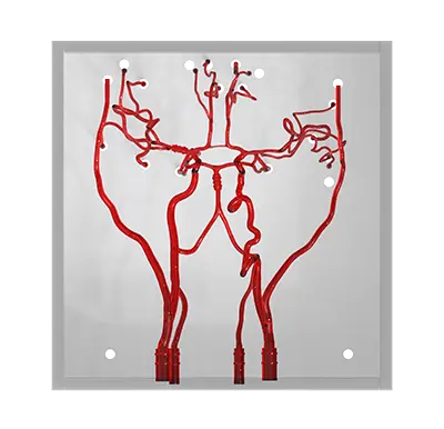 circle of willis brain models
