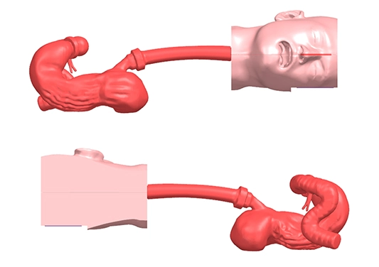 drawing of gastrointestinal tract 3d model