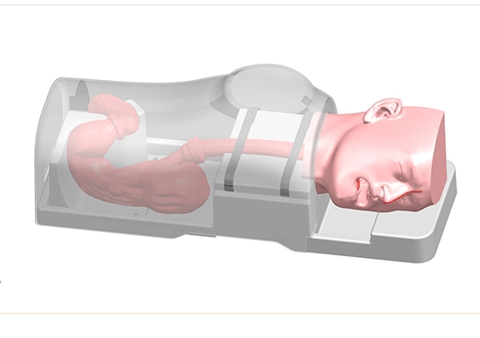 drawing of gastrointestinal tract model