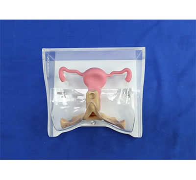 female anatomy model