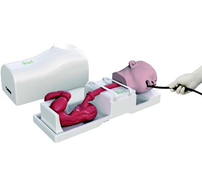 gi tract model
