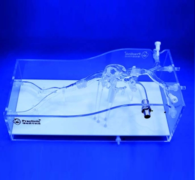 great cardiac vein heart model