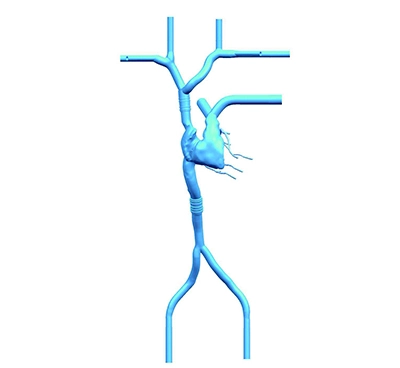 great cardiac vein model