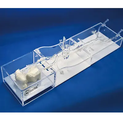 intracranial vascular model