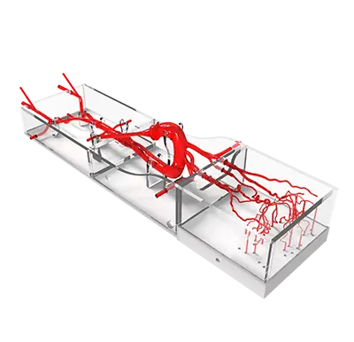 intracranial vascular simulation model