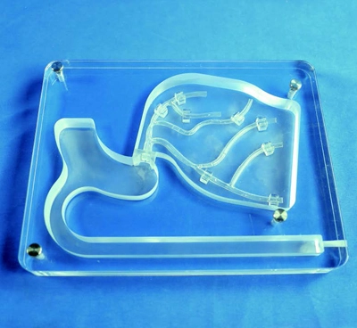 left coronary artery heart model
