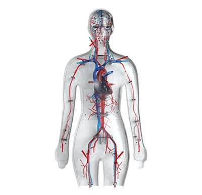 silicone vascular models