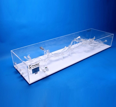 superior and inferior vena cava lower extremity vein simulation model