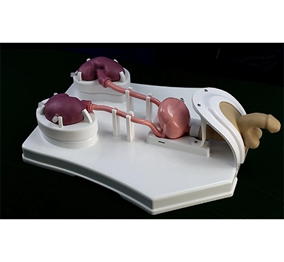 urinary system anatomy model