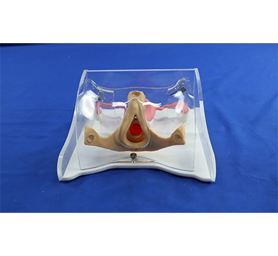 uterine model