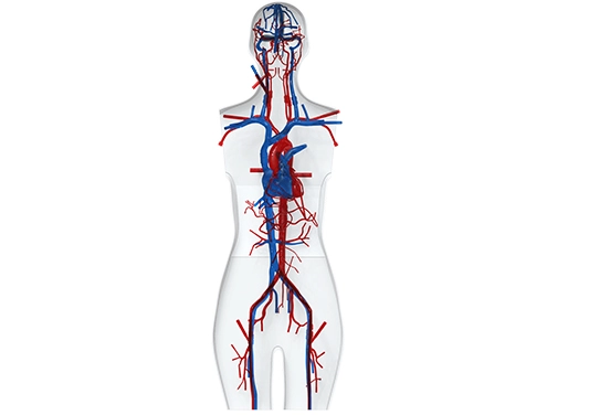 vascular access training models