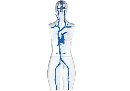 vascular system model