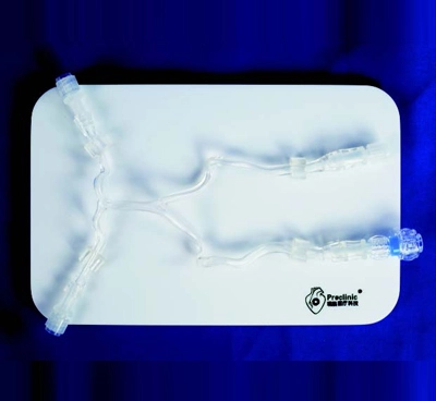 posterior cerebral circulation vessel model