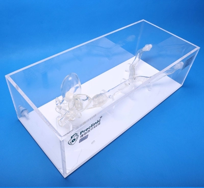 transseptal puncture vessel model medical models