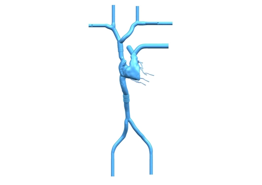 drawing of cardiac veins simulation model