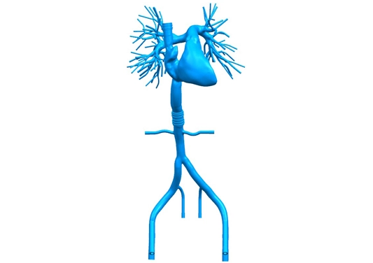 drawing of right cardio pulmonary artery simulation model