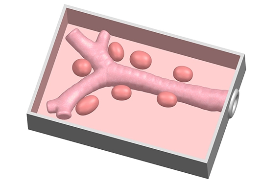 endobronchial ultrasound training model of preclinic