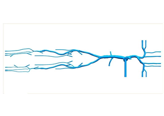 drawing of superior and inferior vena cava lower extremity vein simulation model